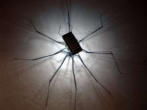 B.PETRONZI. Spider B.PETRONZI. Spider